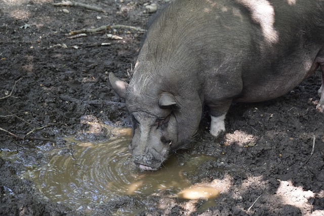 黑龙江队在 黑龙江队在